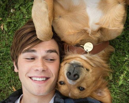 娱乐吃瓜酱安乐狗狗,娱乐吃瓜酱的温馨故事